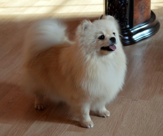 Pomeranian puppies for sale! - Our breed (pomeranian) - - Puppies ...