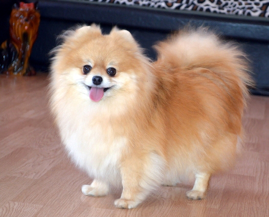 Pomeranian puppies for sale! - Our breed (pomeranian) - - Puppies ...