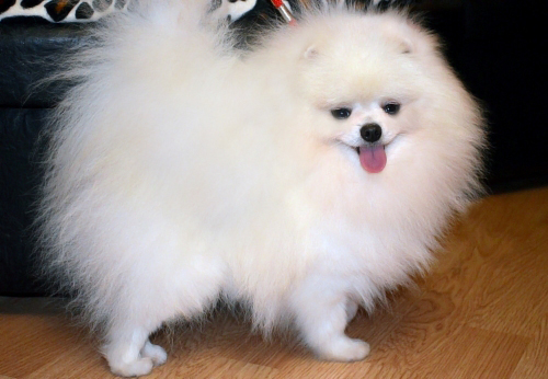 Pomeranian puppies for sale! - Our breed (pomeranian ...